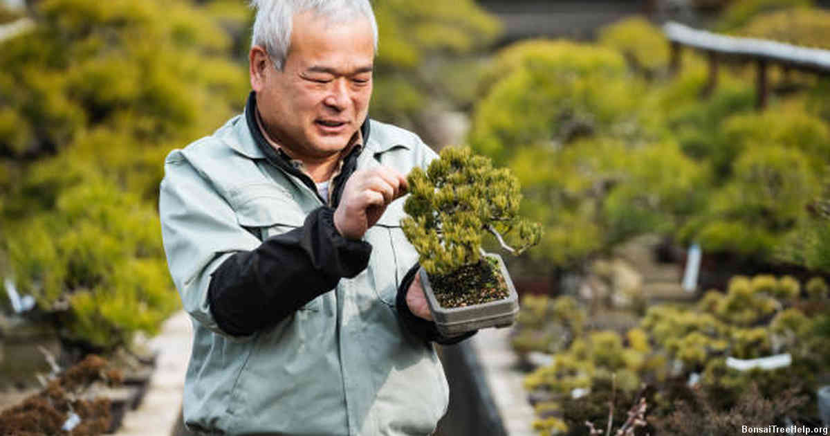 Caring for Your Newly Purchased Juniper Bonsai Tree