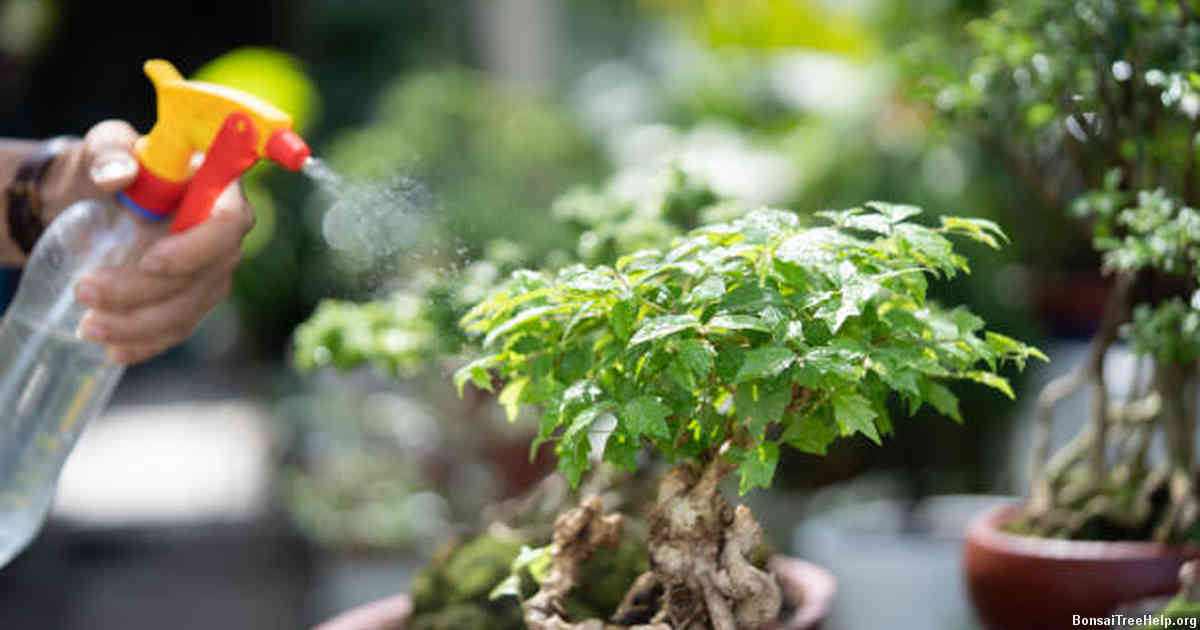 Caring for Your Newly Repotted Bonsai