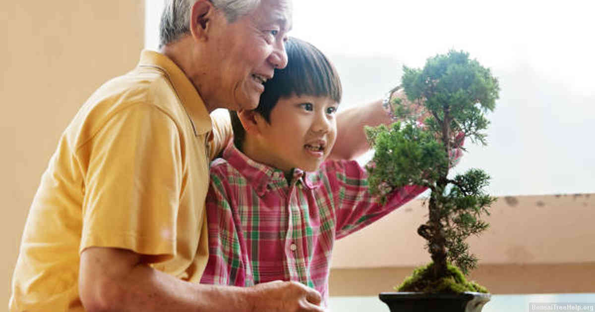 Causes of bonsai plant death