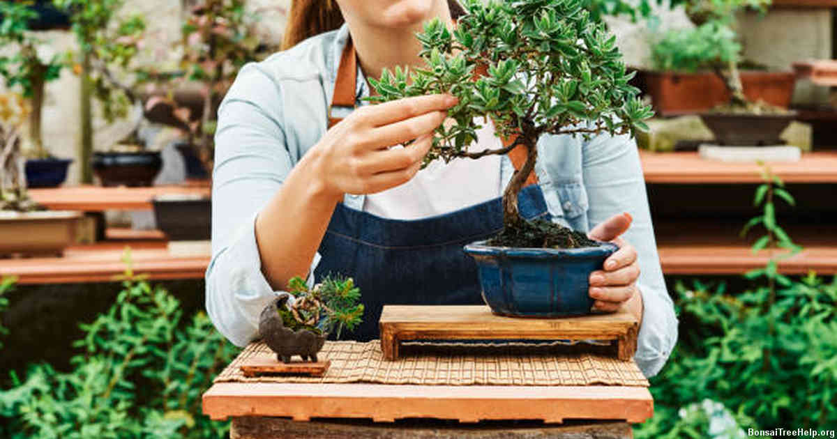 Challenges in Cultivating a Bonsai versus a Money Tree