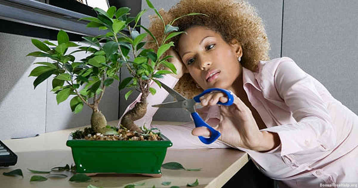 Challenges in Growing Taproot Trees as Bonsai