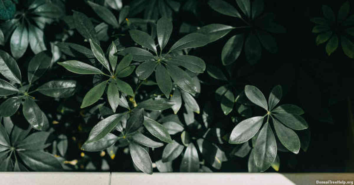 Choosing the Right Bonsai Tree Seeds: A Beginner’s Guide
