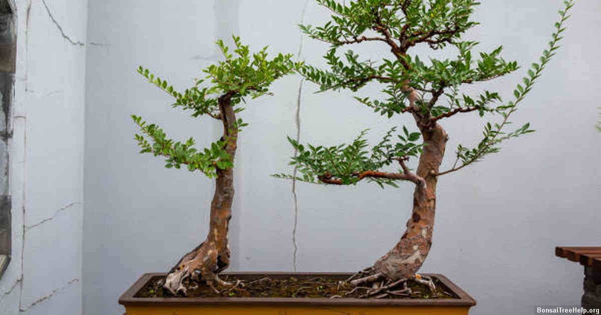 Choosing the Right Bonsai Tree Species