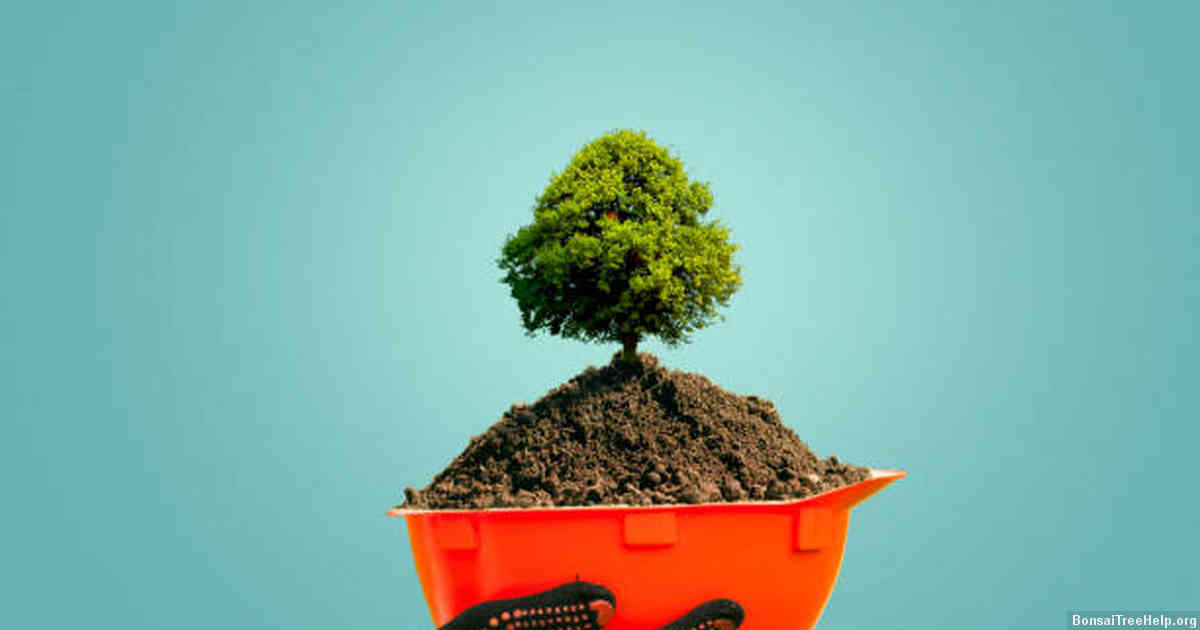 Choosing the Right Material and Style of Pot for Your Bonsai Tree