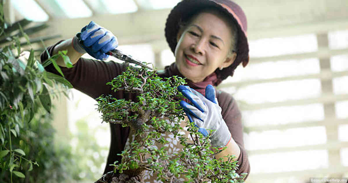 Choosing the right plant for bonsai