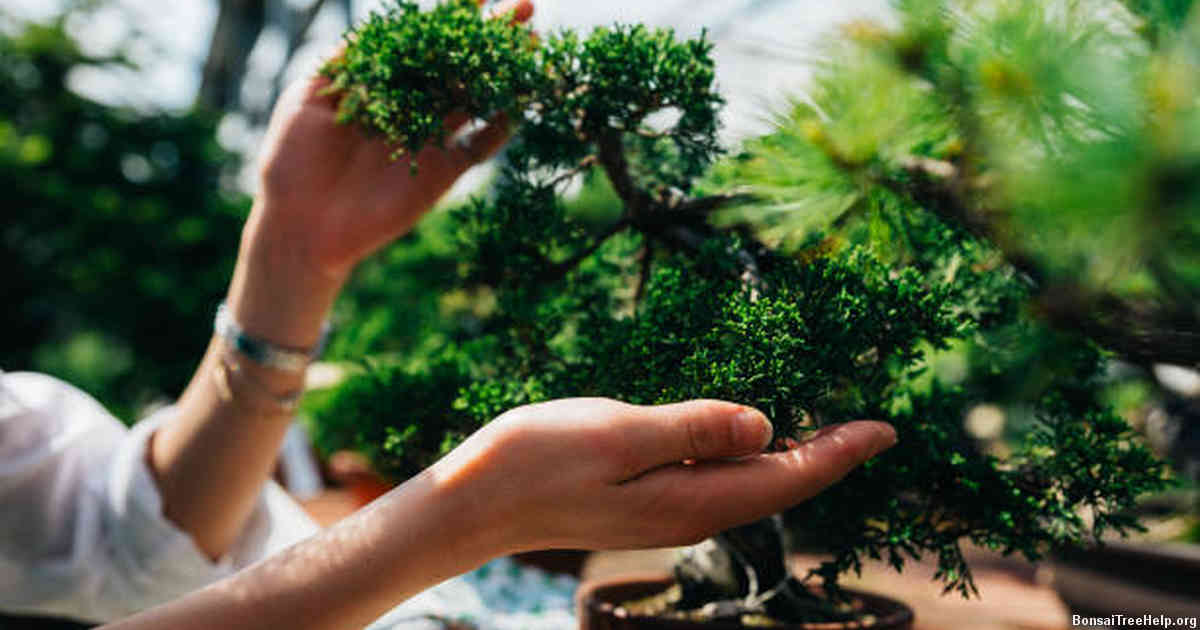 Choosing the Right Plants for Your Bonsai Aquascape