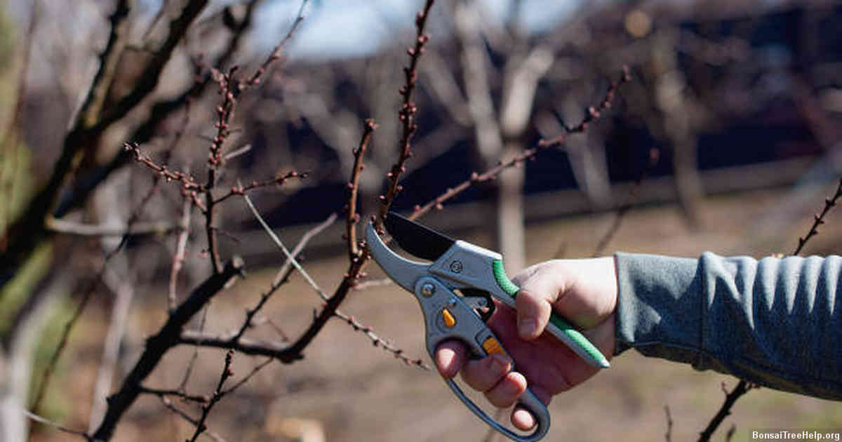 Choosing the right pruning tool for your plant