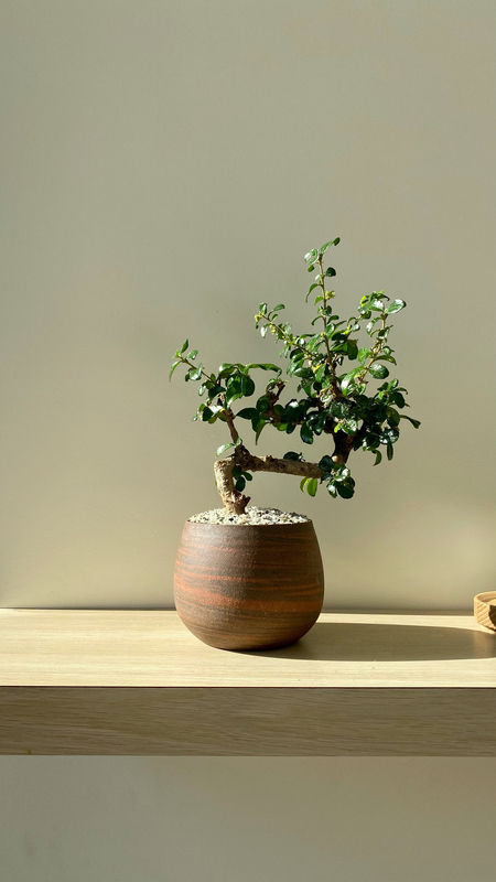 Choosing the Right Soil and Container for Your Bonsai