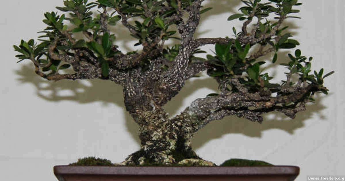 Choosing the Right Soil and Pot for your Bonsai