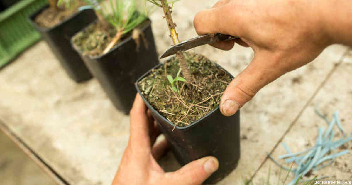 Choosing the Right Soil Mix for Repotting
