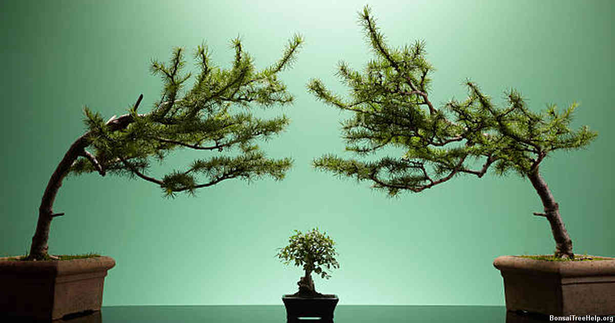 Choosing the Right Soil Mix for Your Bonsai