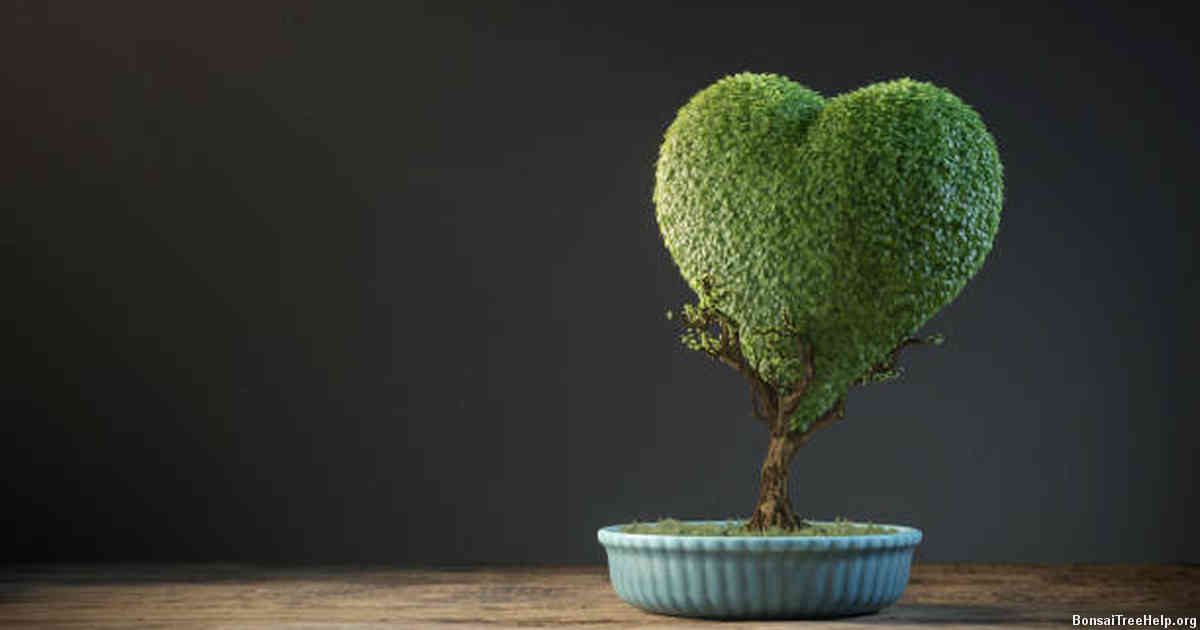 Choosing the Right Species for Your Bonsai