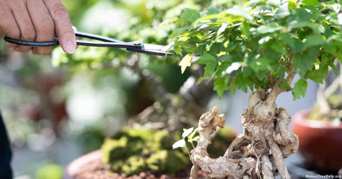 Choosing the Right Tree for Bonsai Creation