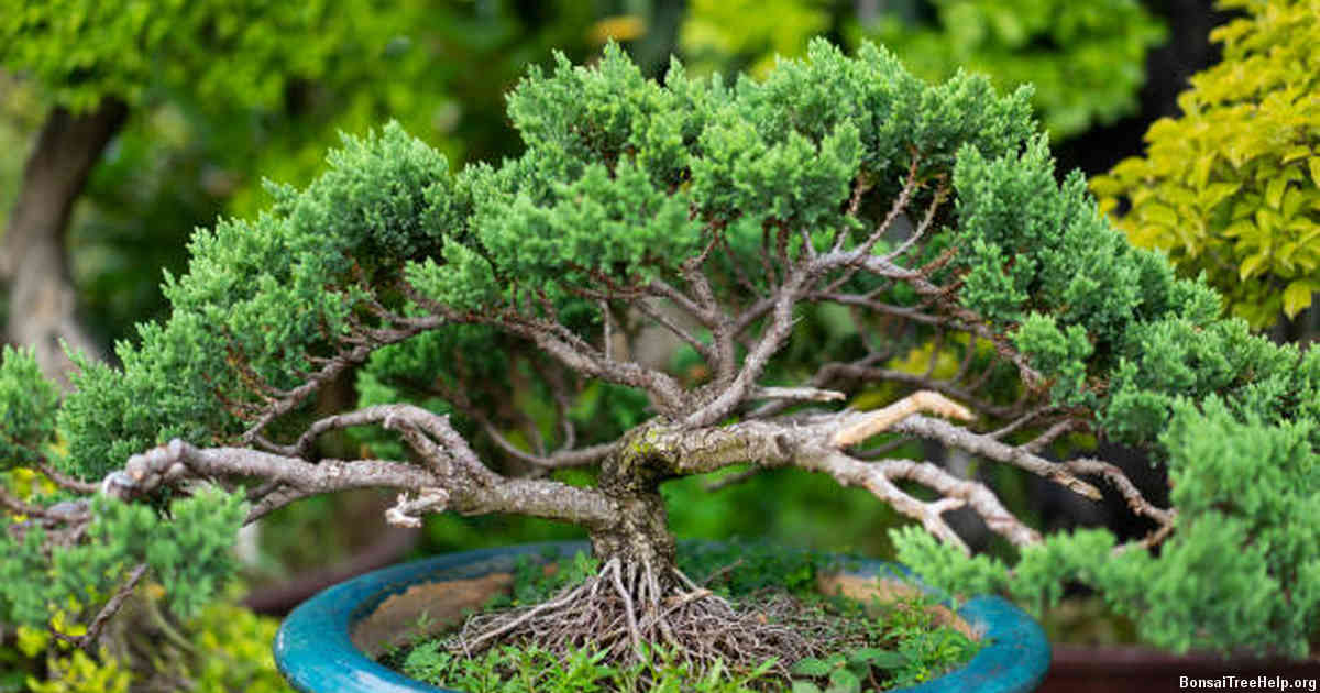 Choosing the Right Tree for Bonsai Cultivation