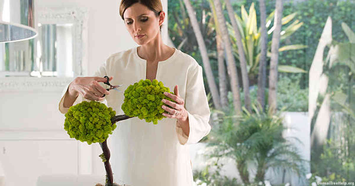 Choosing the Right Type of Bonsai Tree
