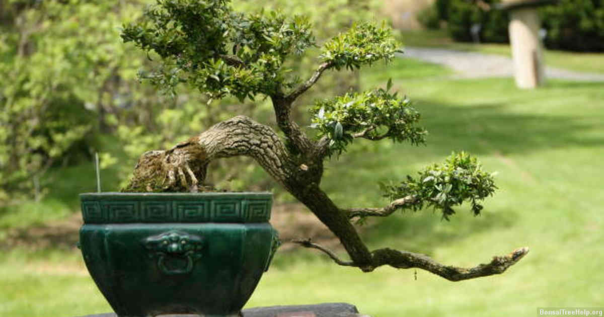 Choosing the Right Water for Your Bonsai Tree