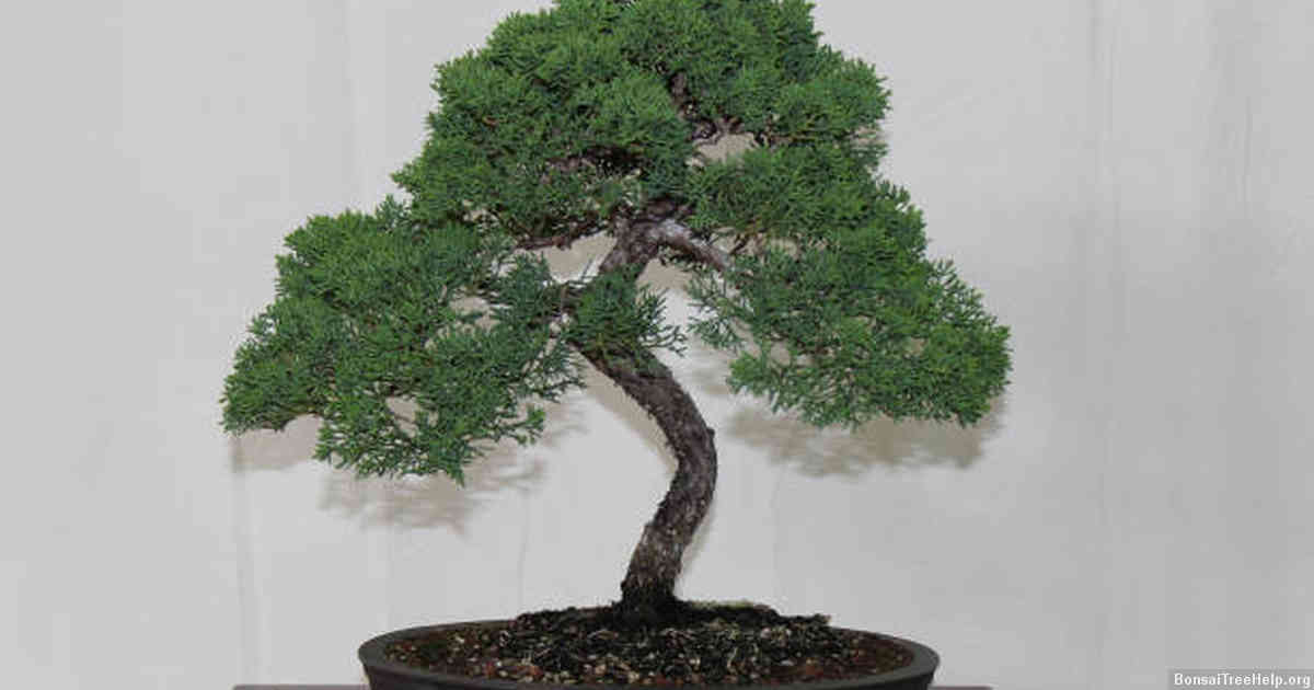 Common Age Ranges for Purchased Bonsai Trees