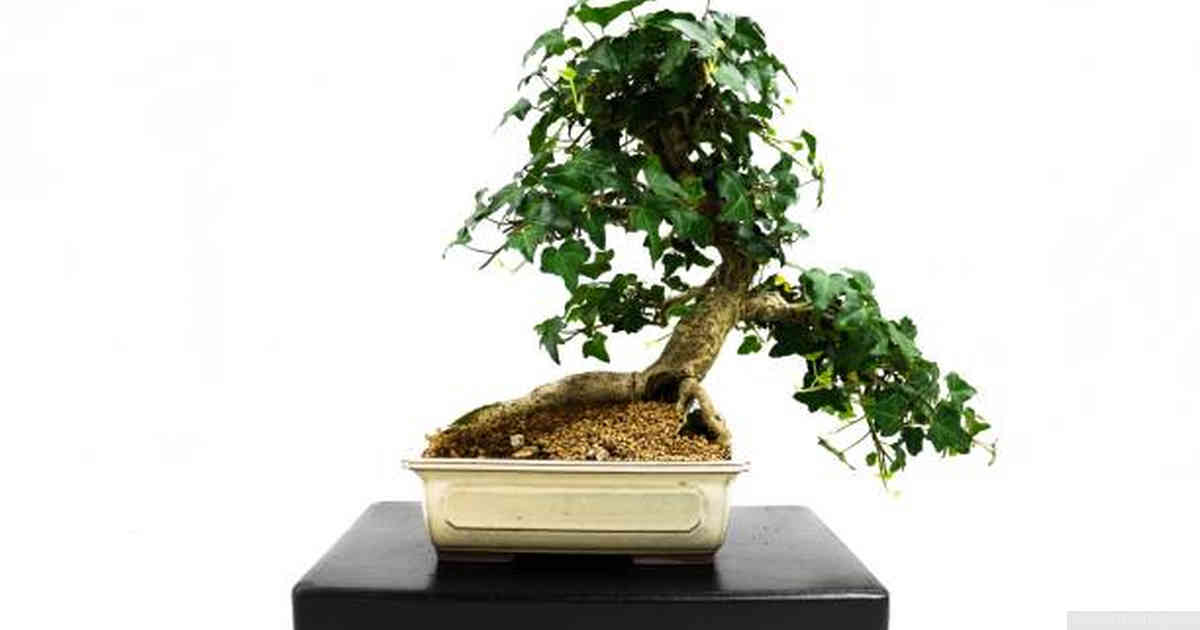 Common Issues and Troubleshooting Tips When Growing Bonsai on Rocks