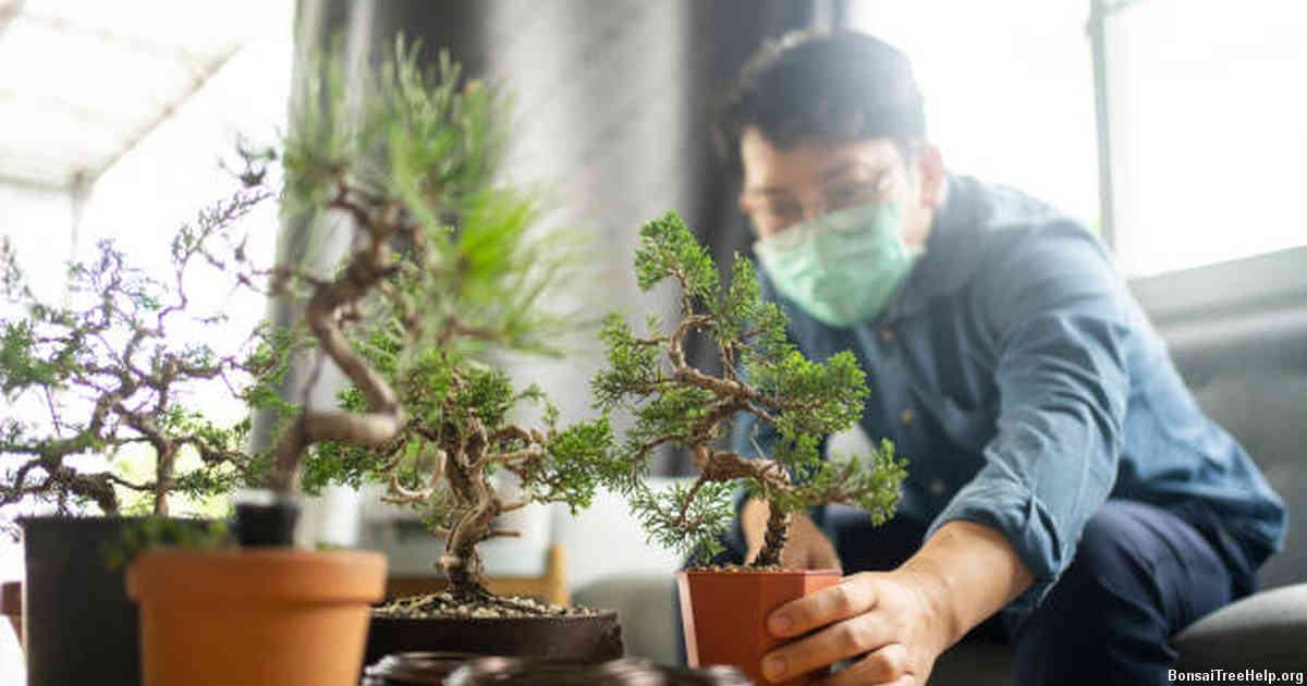 Common Mistakes to Avoid During Bonsai Training Process