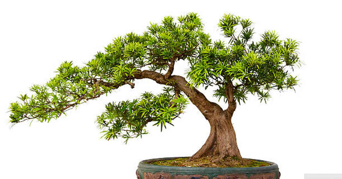 Common Mistakes to Avoid When Caring for Your Bonsai’s Habitat