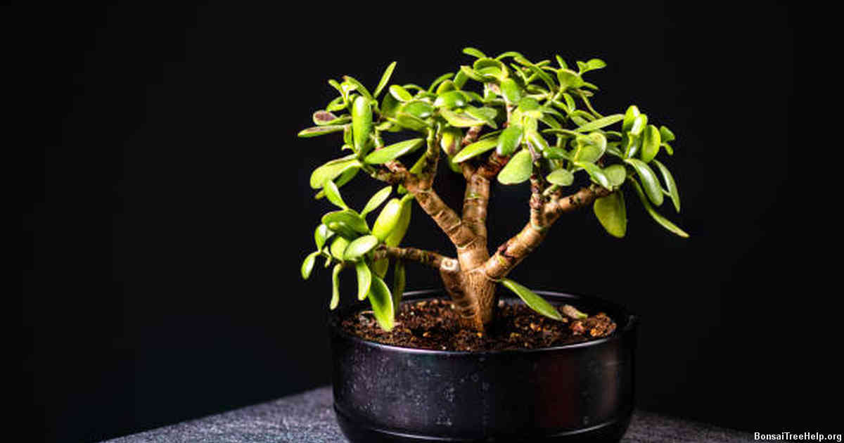 Common Mistakes to Avoid When Providing Adequate Humidity for Your Indoor Bonsai