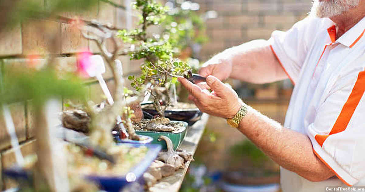 Common Mistakes to Avoid When Pruning a Bonsai Ficus
