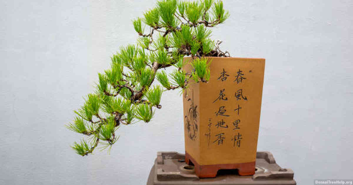 Common mistakes to avoid when repotting a bonsai tree