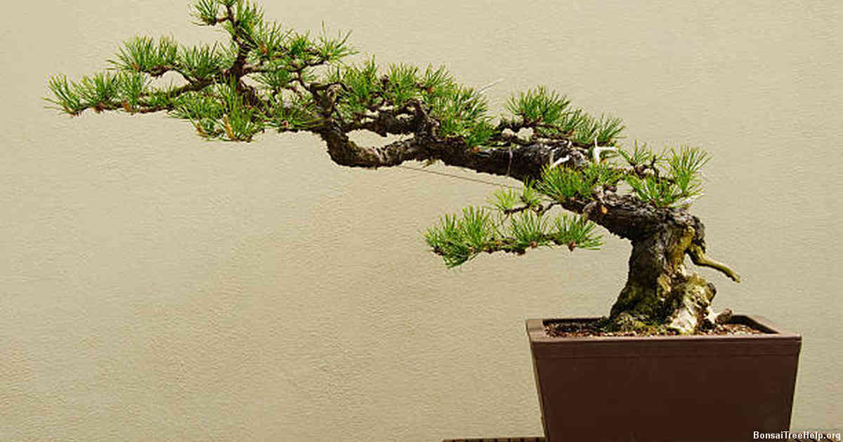 Common Mistakes to Avoid When Training Bonsai Branches