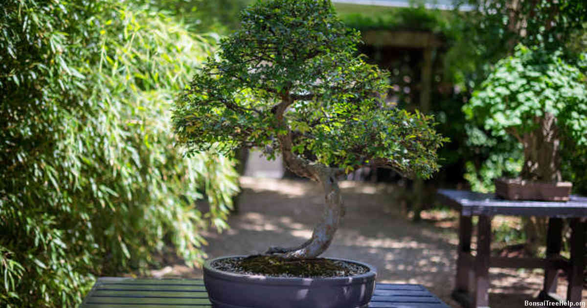 Common Mistakes to Avoid when Trimming your Bonsai Trees