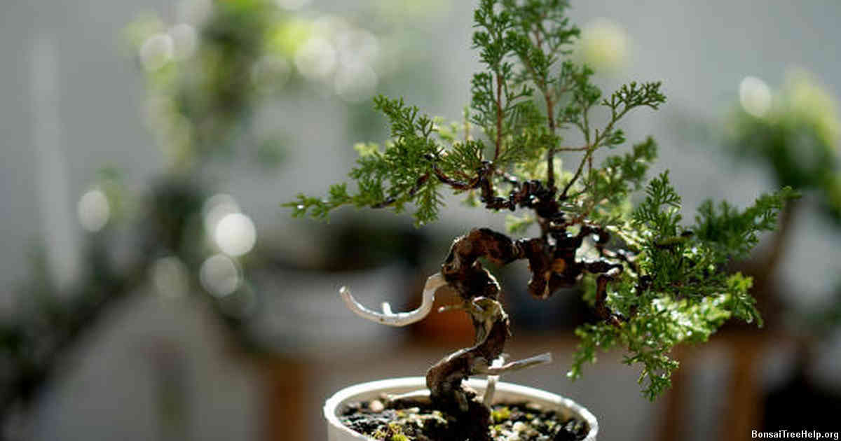 Common Mistakes to Avoid while Choosing the Right Soil for Your Bonsai Trees