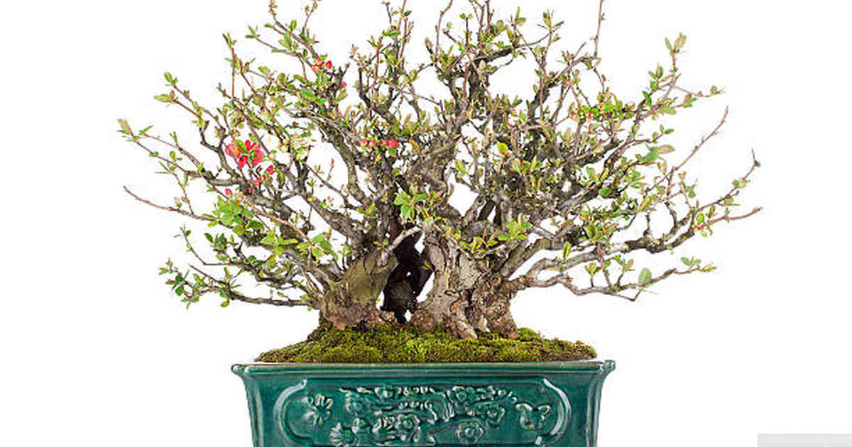 Common Mistakes to Avoid While Pinching a Juniper Bonsai