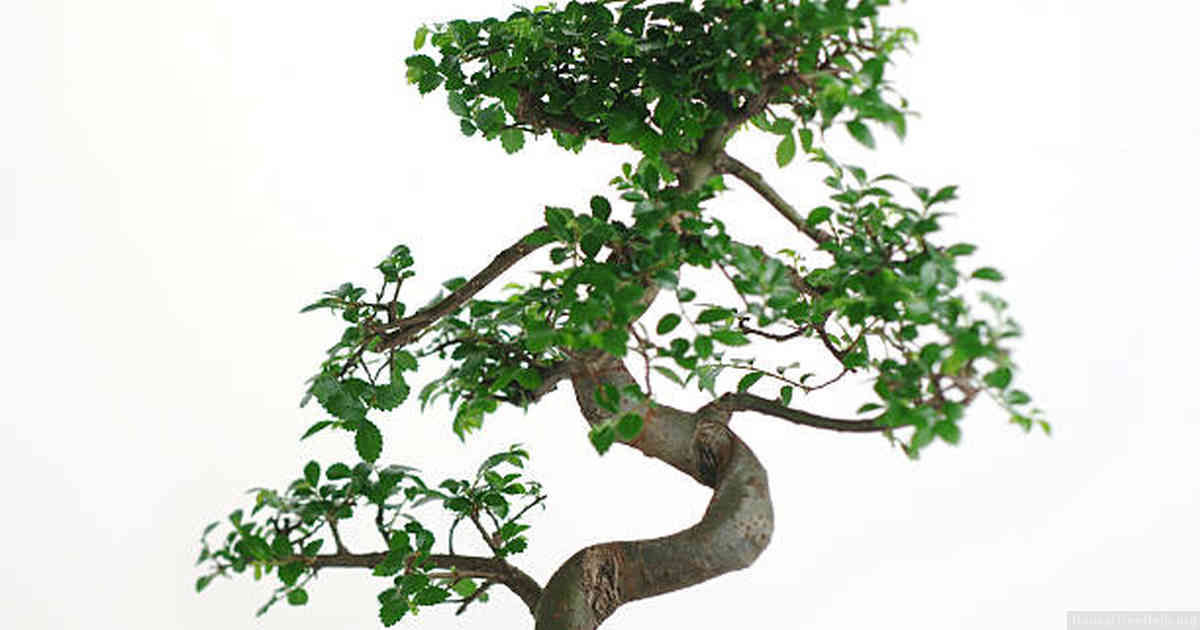 Common Mistakes to Avoid While Wiring Your Ficus Bonsai