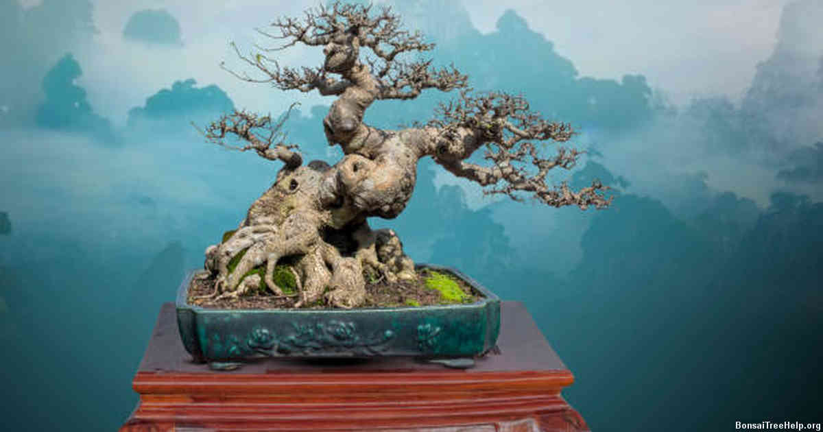Common Mistakes When Selecting a Tree for Bonsai