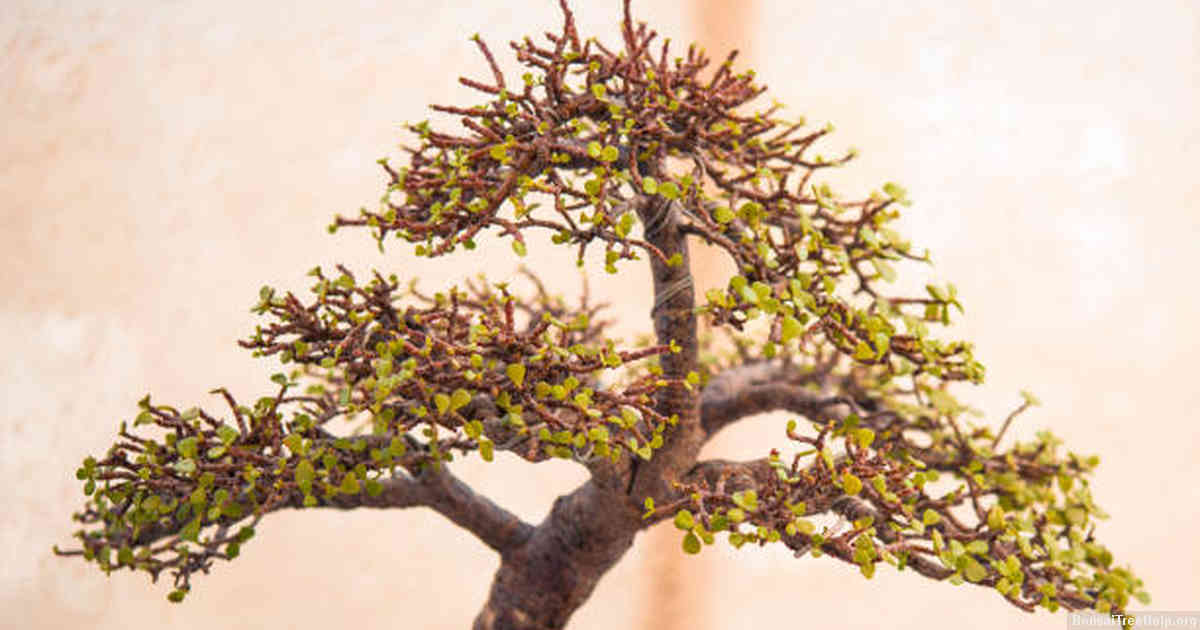 Common Pests and Diseases that Affect Bonsai Leaves