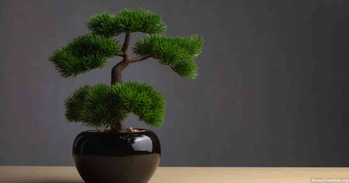 Common Problems Faced by Bonsai Trees in Indoor Environments
