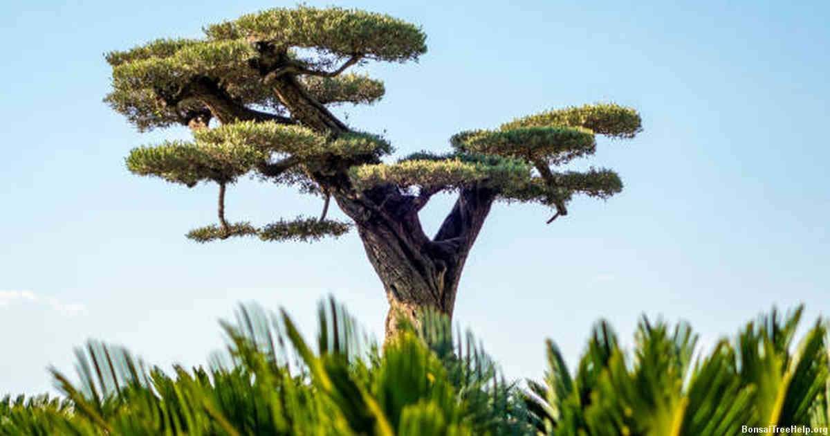 Conclusion – Best Practices for Maintaining a Healthy, Lush Bonsai Tree
