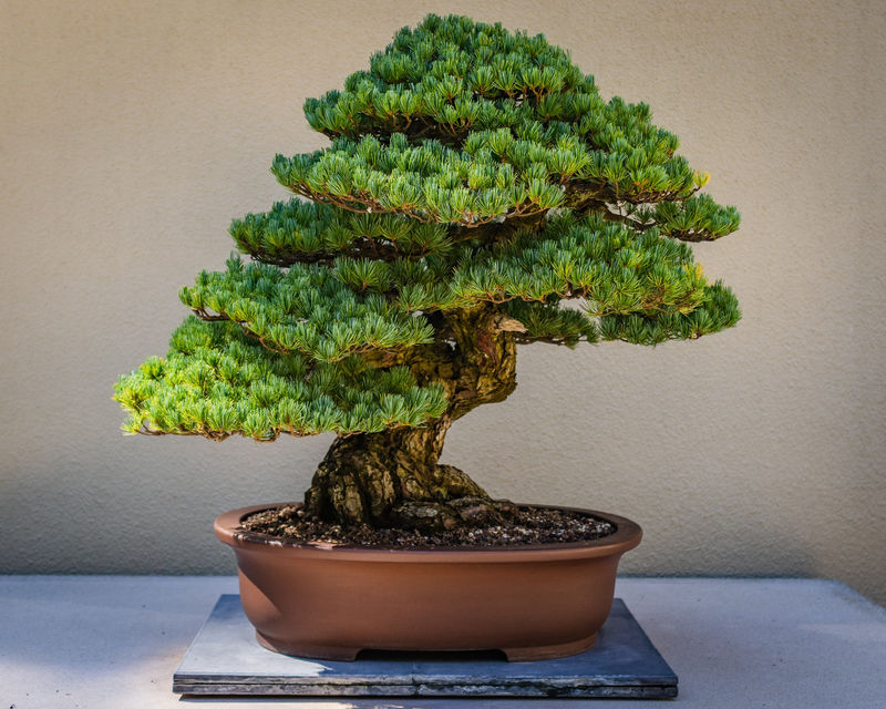 Conclusion: Is it Possible to Keep a Healthy and Happy Bonsai Tree Indoors?