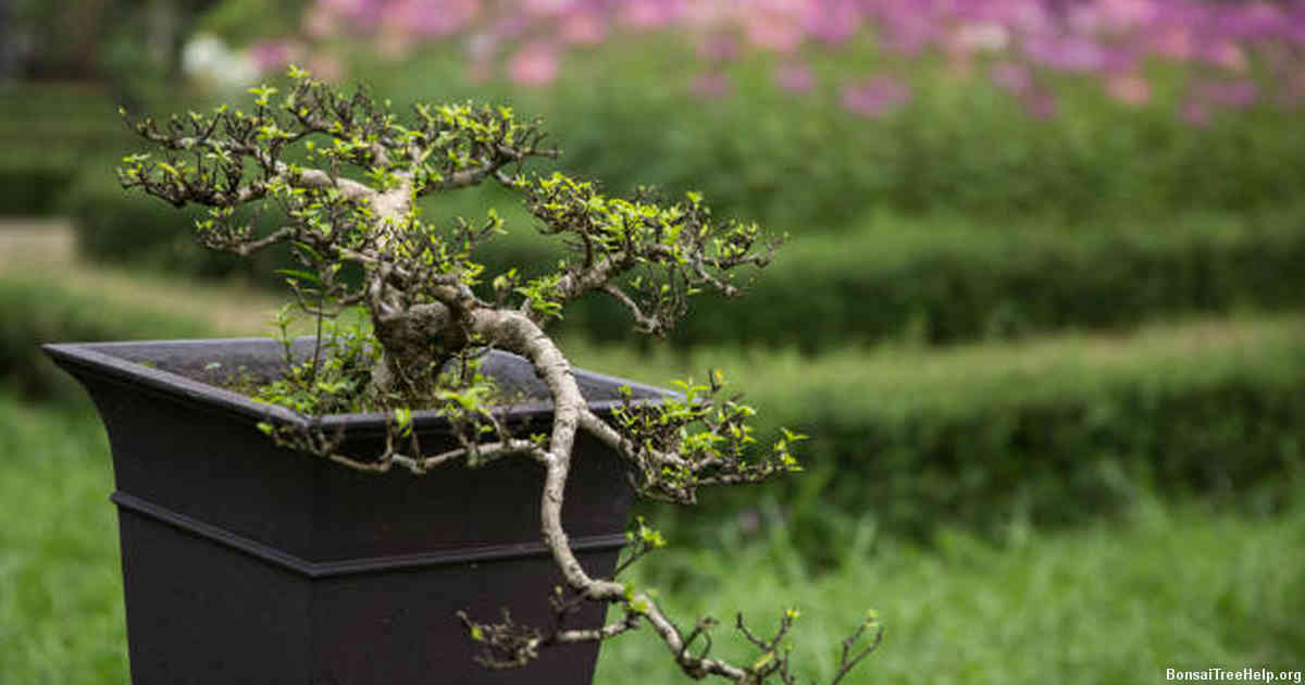 Controlling Pests and Diseases that Could Destroy Your Bonsai’s Leaves