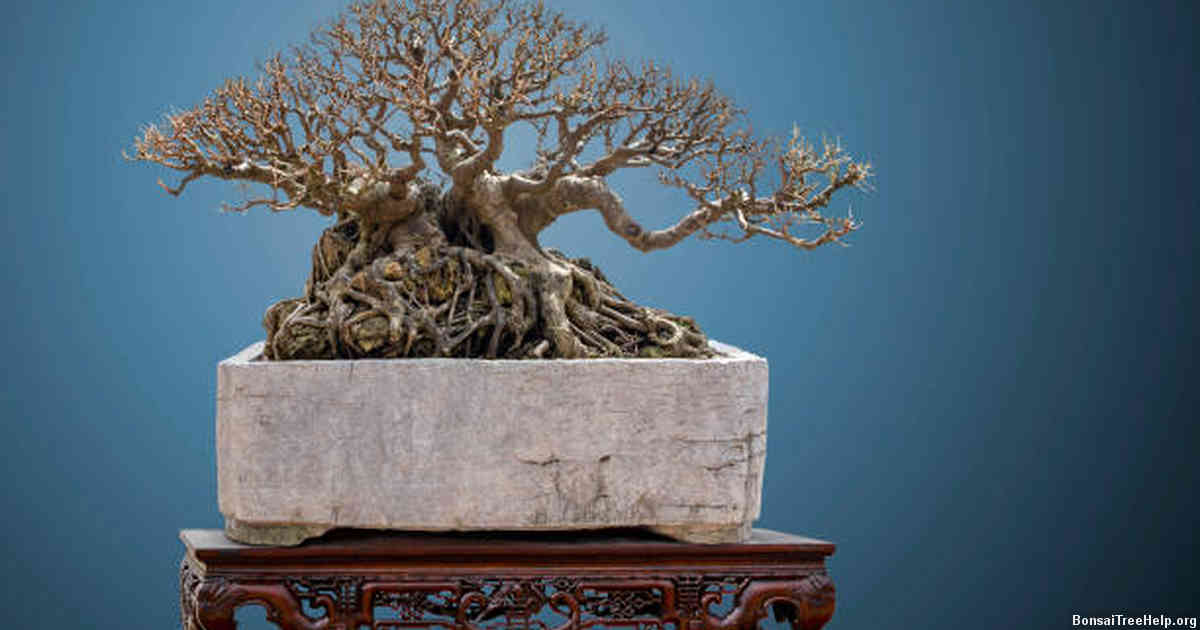 Creating a Beautiful, Tranquil Space for Your Bonsai: Displaying and Decorative Options