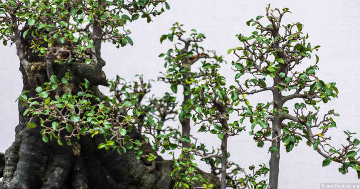 Creating a Healthy Habitat for Your Bonsai Driftwood