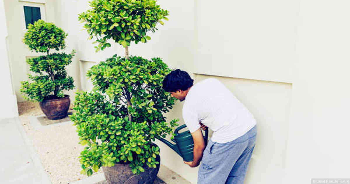 Creating a Suitable Environment for Your Bonsai Tree