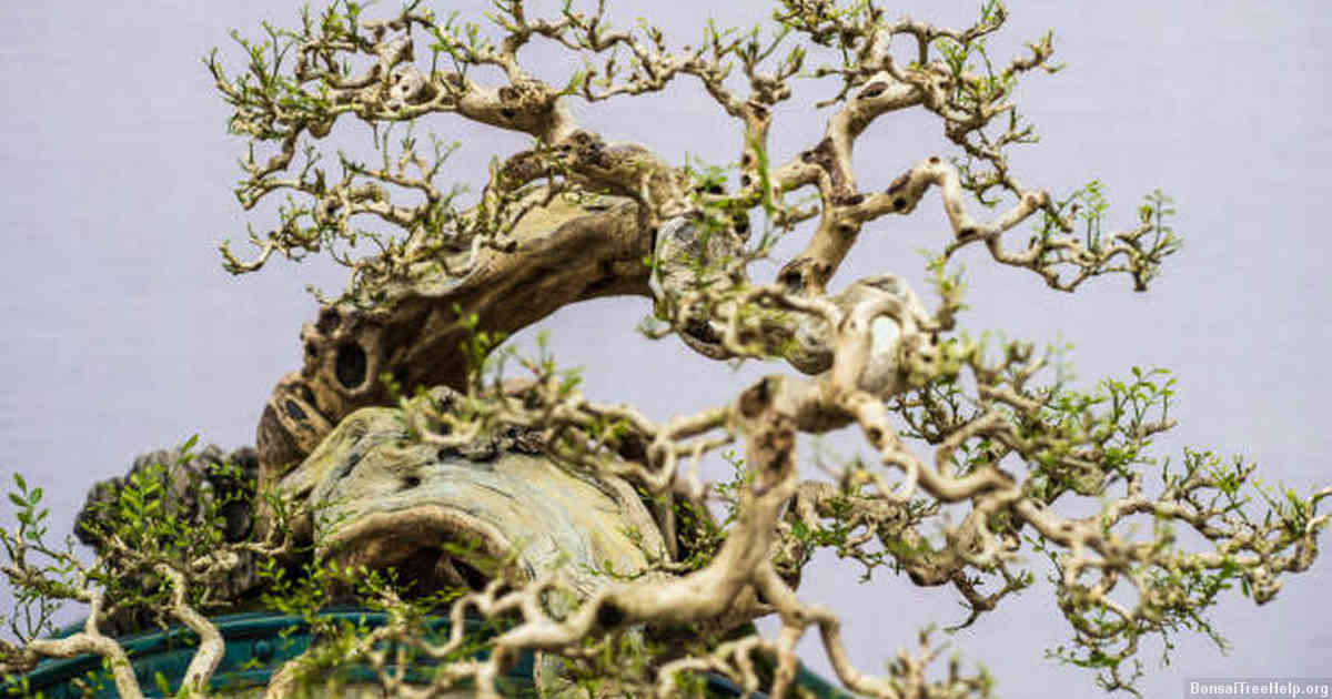 Creating the Ideal Microclimate for a Healthy and Happy Bonsai Tree