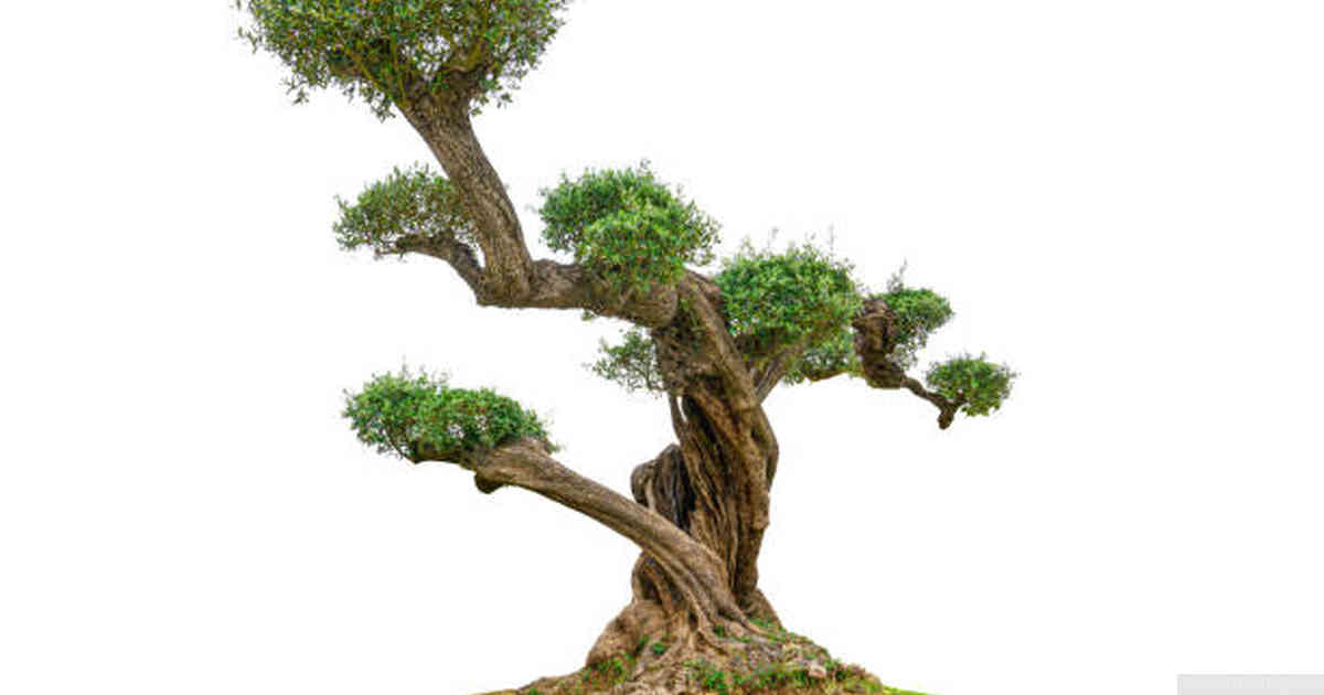 Cultivating a bonsai tree: exercises and tools to use