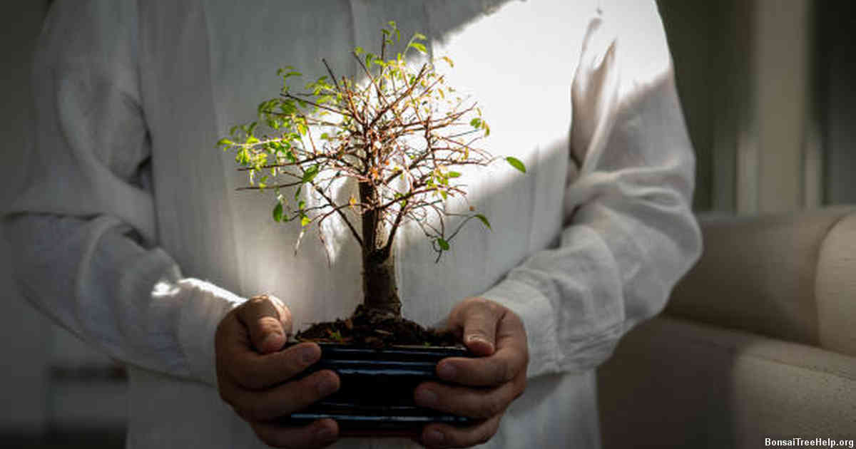 Decorating Tips for Your Prickly Bonsai Tree