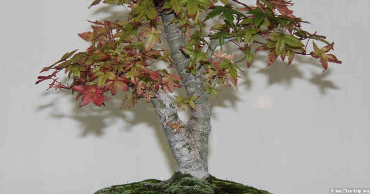 Decorating Your Planted Bonsai on a Slab