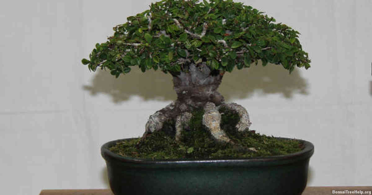 Determining if Your Chinese Elm Bonsai Plant Will Grow Back its Leaves