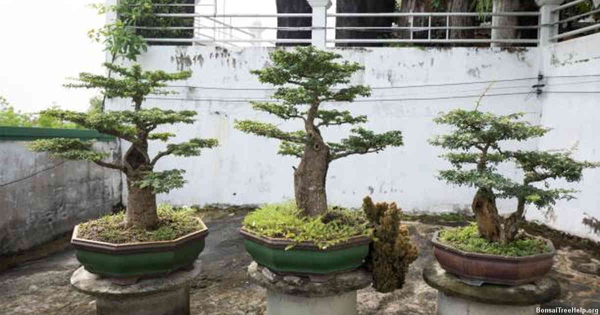 Determining the Best Watering Schedule for Your Bonsai Tree