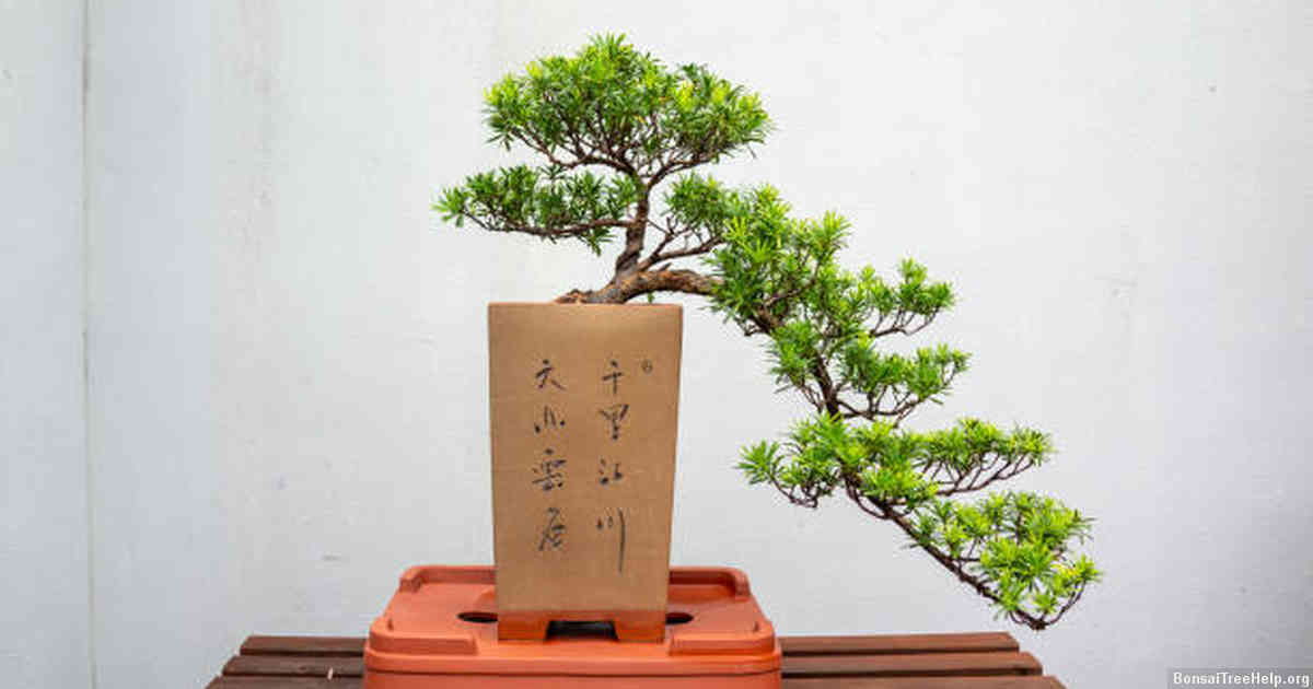 Determining the ideal pot size for your Sequoia Bonsai