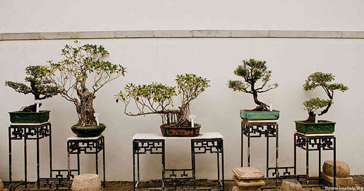 Differences between Bonsai Trees and Traditional Flower Arrangements