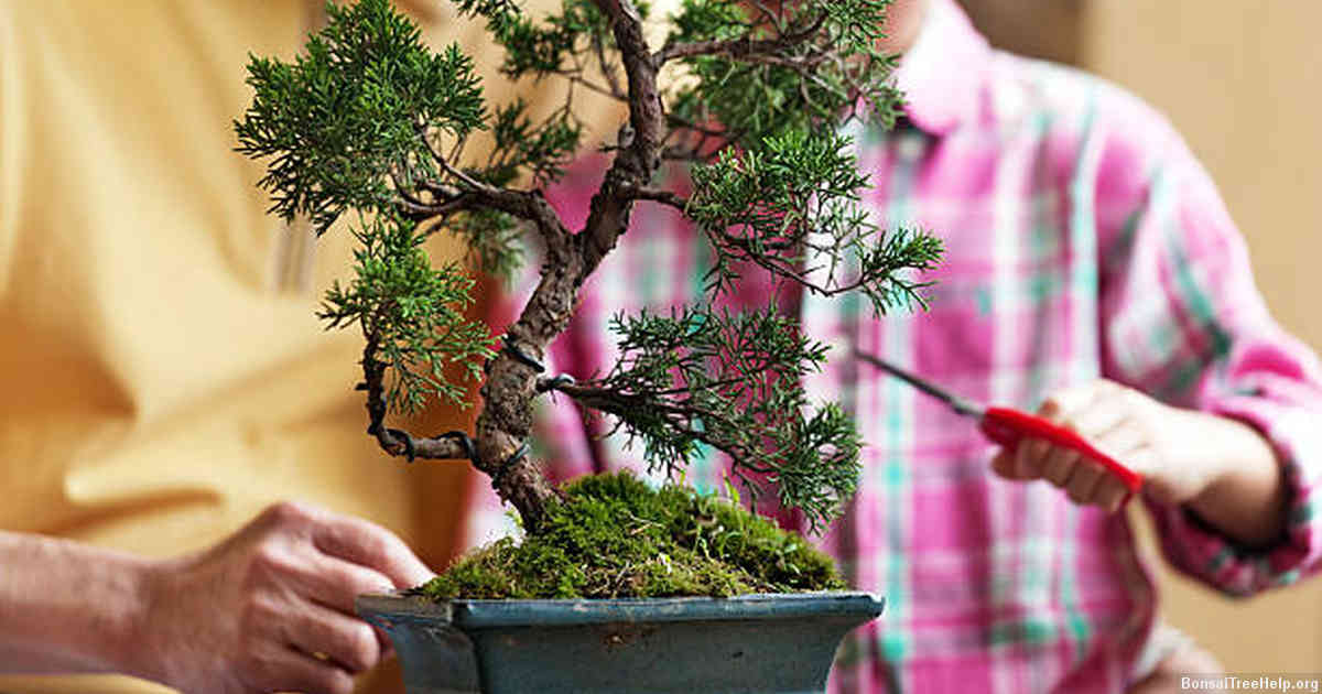 Displaying Your Beautifully Styled Bonsai